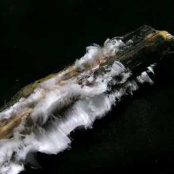 Timelapse video of growing hair ice