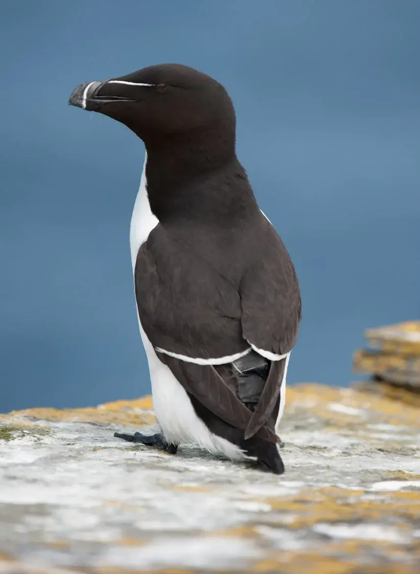 Razorbill with GPS tag (Credit: Derren Fox/RSPB)