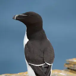 Razorbill with GPS tag