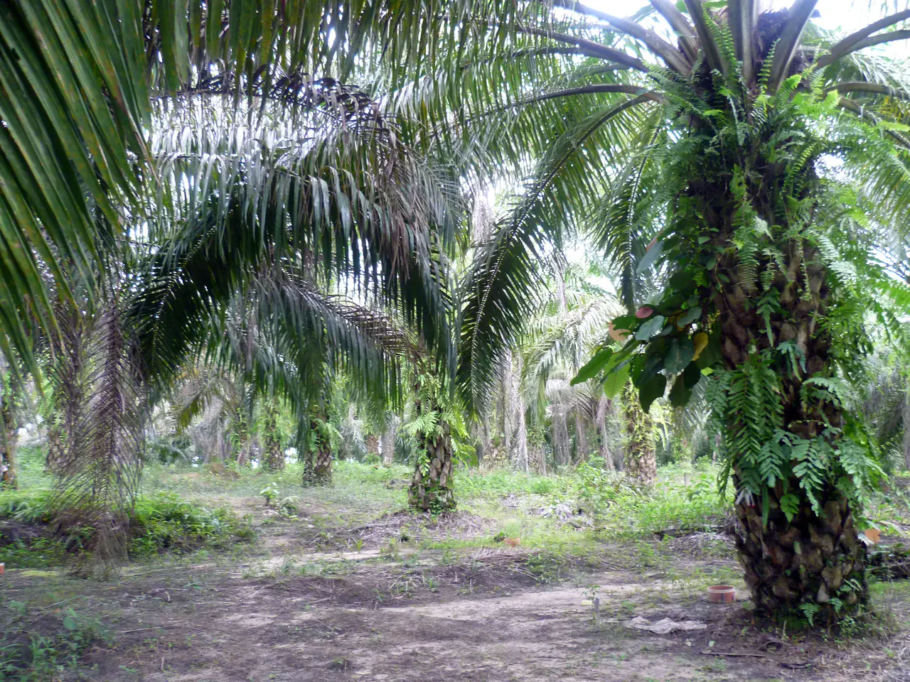 Mature palm oil plantation (Credit: Clifton Sabajo)