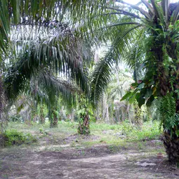 Mature palm oil plantation