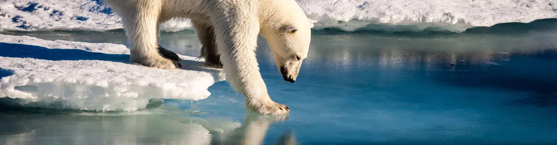 Polar bear tests the strength of thin sea ice in the Arctic (Credit: Mario Hoppmann, via imaggeo.egu.eu)