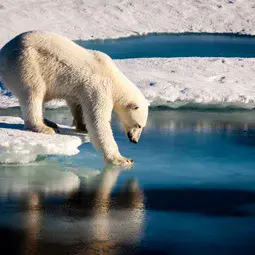 Polar bear tests the strength of thin sea ice in the Arctic