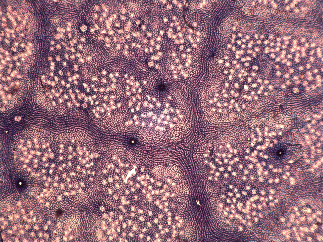 A Foulden fossil leaf magnified 400x. (Credit: Tammo Reichgelt/University of Connecticut)