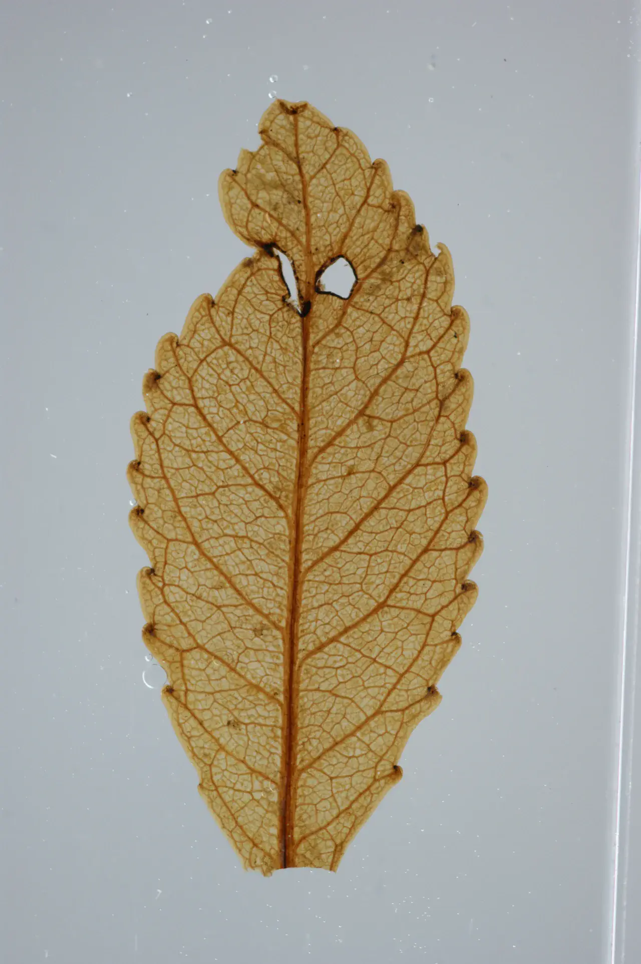 2 A 23-million-year-old leaf preserved in an ancient New Zealand lake bed provides a key to past atmospheric conditions. (Credit: Jennifer Bannister/University of Otago)