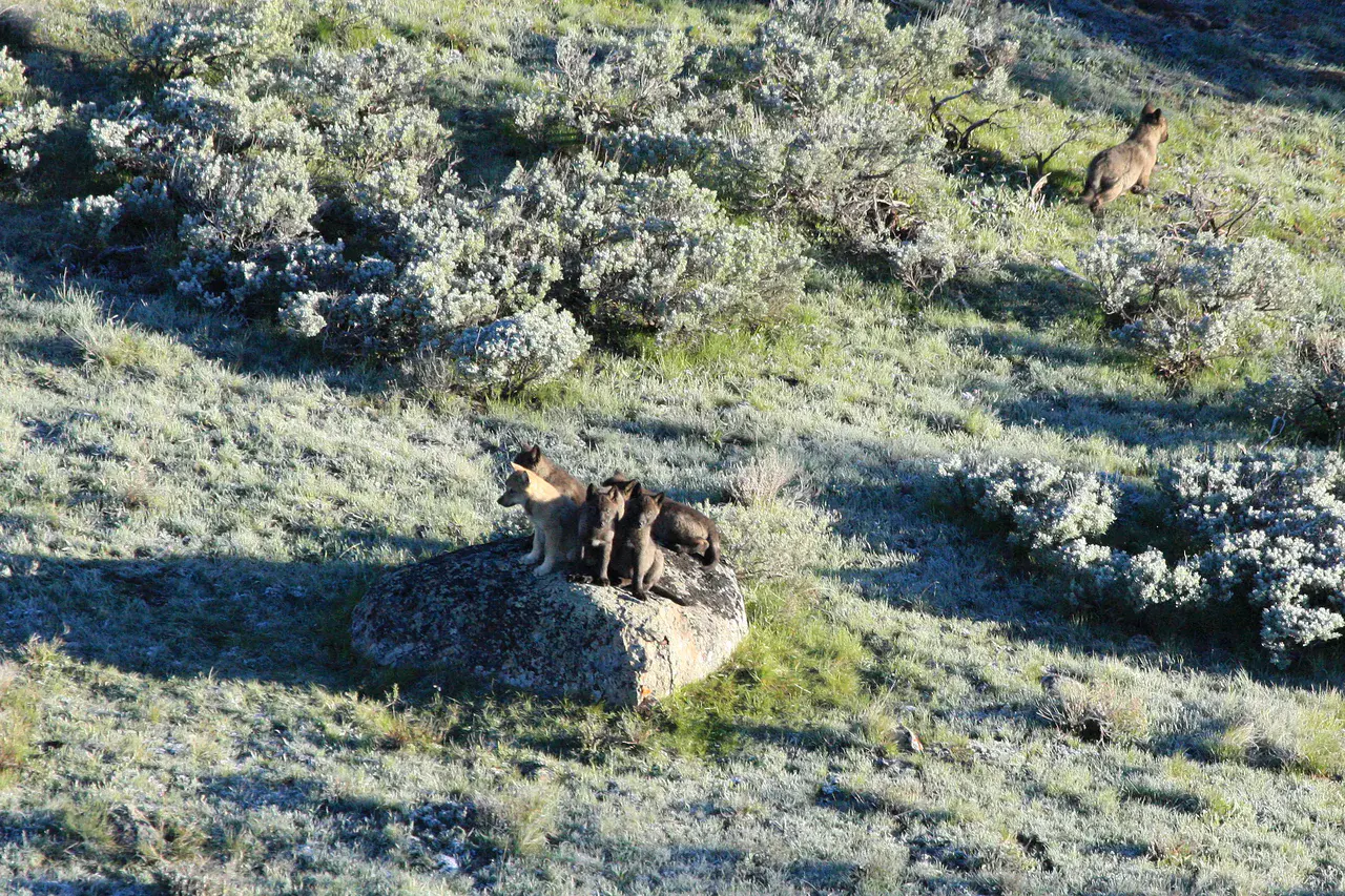 8-Mile Pack wolf pups, Yellowstone National Park (Credit: U.S. National Park Service via Flickr)