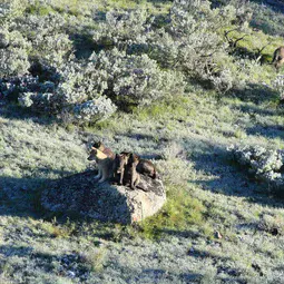 8-Mile Pack wolf pups, Yellowstone National Park