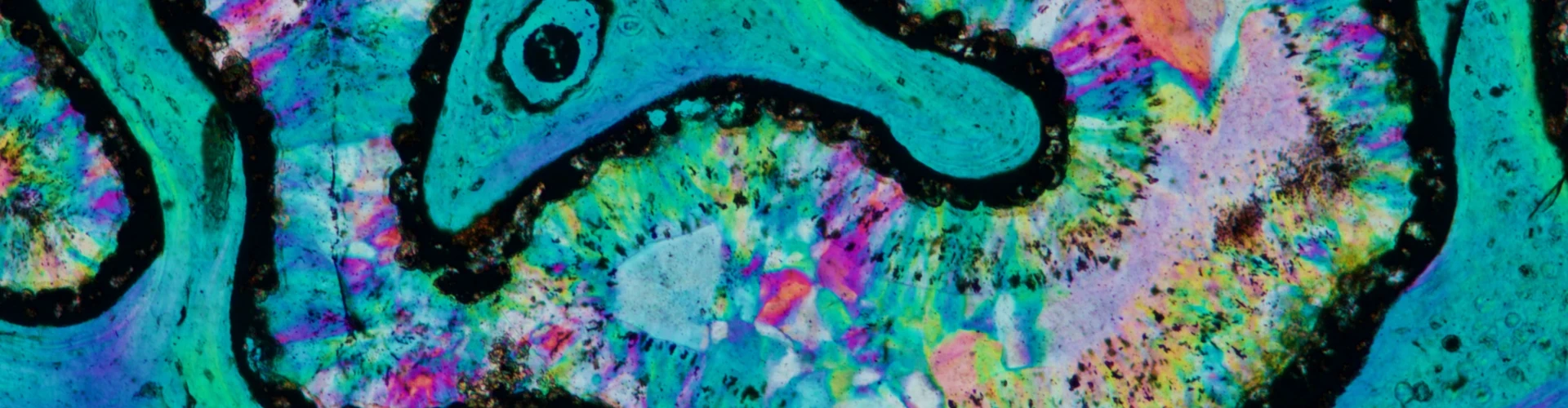 The Snake in the Dinosaur Bone - B.Cesare.jpeg