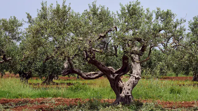 Olive Tree Old (Credit: ulleo, pixabay.com)