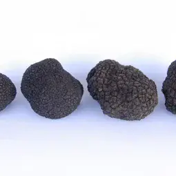 Burgundy truffles' size comparison