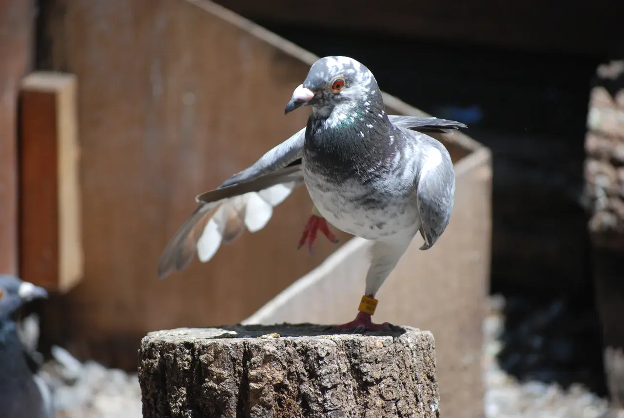 Homing pigeon (Credit: Five Furlongs)