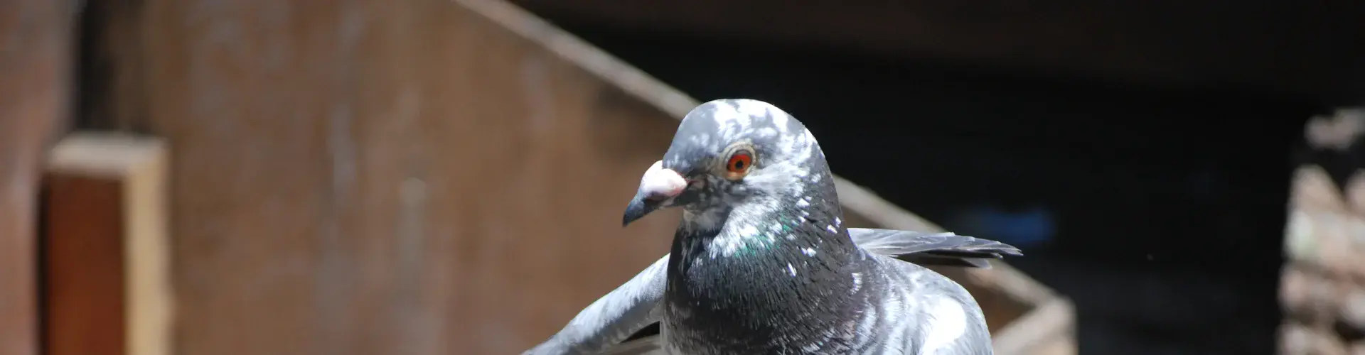 Homing pigeon (Credit: Five Furlongs)