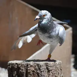 Homing pigeon