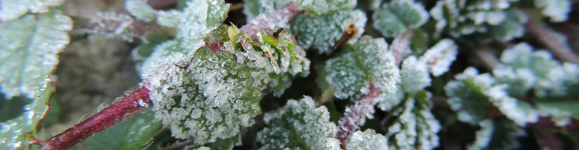 Will plants get used to a changing climate? (Credit: Konstantinos Kourtidis, distributed via imaggeo.egu.eu)