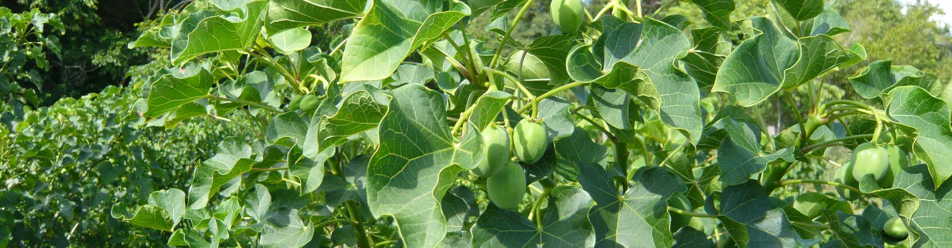 A one-year-old Jatropha curcas tree (Credit: Immersia, Wikimedia Commons)