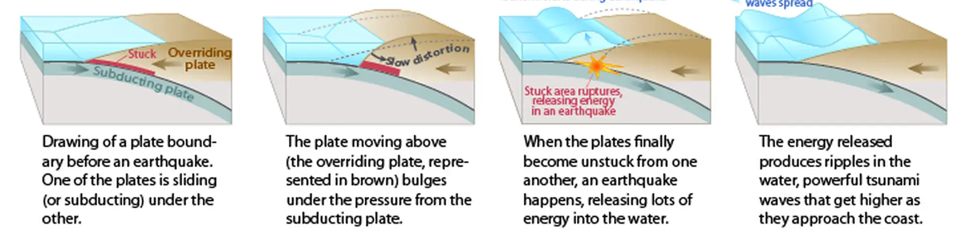 This diagram shows how a tsunami forms following an underwater earthquake. (Credit: US Geological Survey)