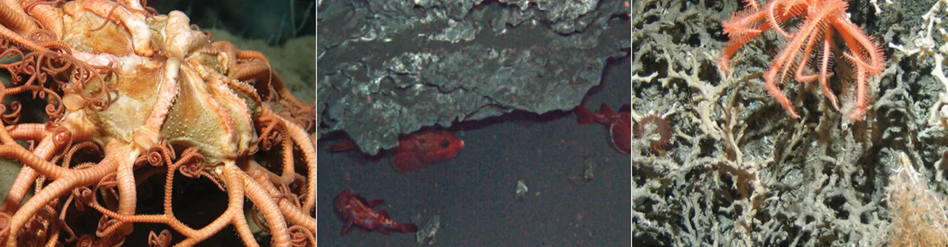 Deep sea riches (Credit: SERPENT Project/D.O.B. Jones, L. Levin, UK's BIS Department)