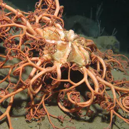 First deep-sea species