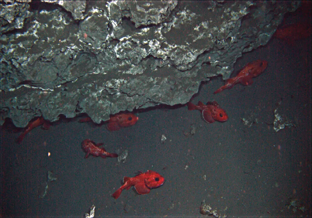 Rockfish and deep-sea carbonate formations (Credit: L. Levin)