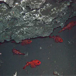 Rockfish and deep-sea carbonate formations