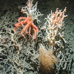 Deep-sea corals