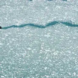 "Snake" is crawling through the sea ice