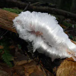 Hair ice growing on a branch