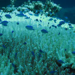 The warming difference between 1.5°C and 2°C could be decisive for the future survival of tropical coral reefs