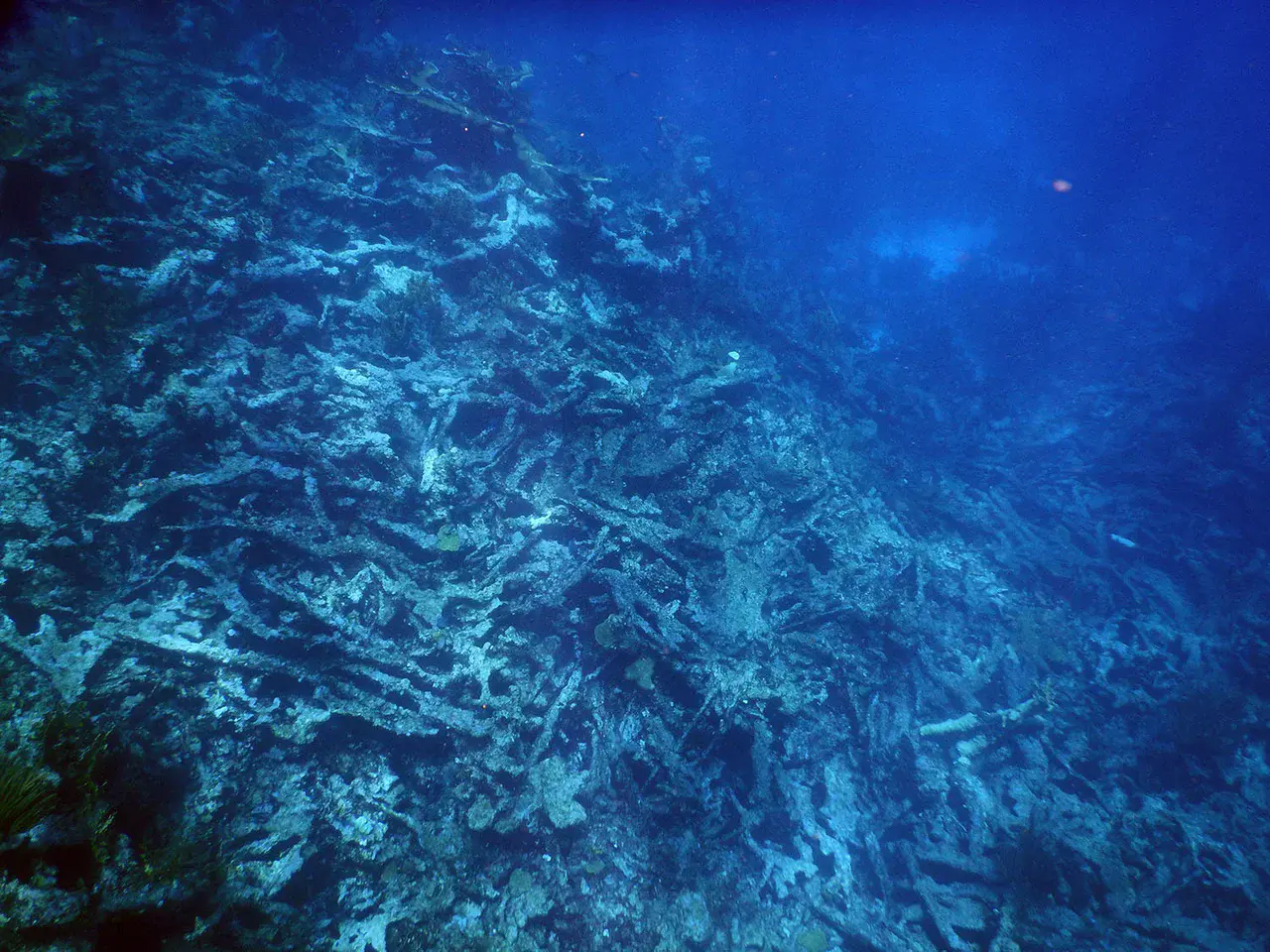 Dead Elkhorn coral (Credit: Curt Storlazzi, USGS)