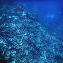 Dead Elkhorn coral