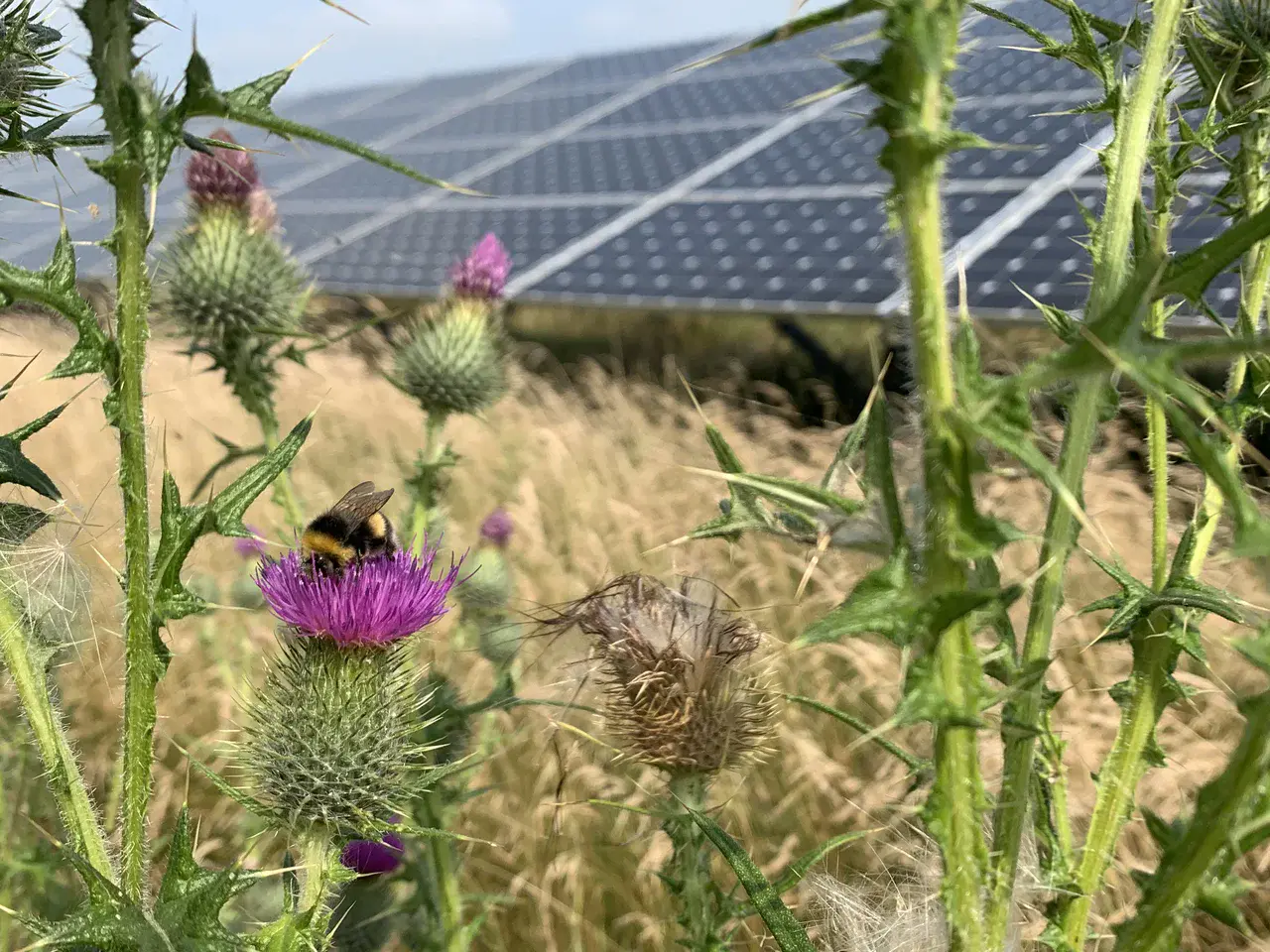 A bumblebee rests on a thistle at a solar park in Derbyshire, U.K. Credit Hollie Blaydes.jpg