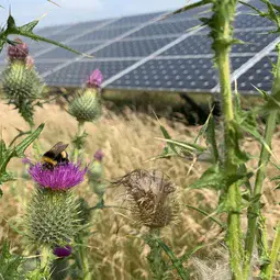 A bumblebee rests on a thistle at a solar park in Derbyshire, U.K. Credit Hollie Blaydes.jpg