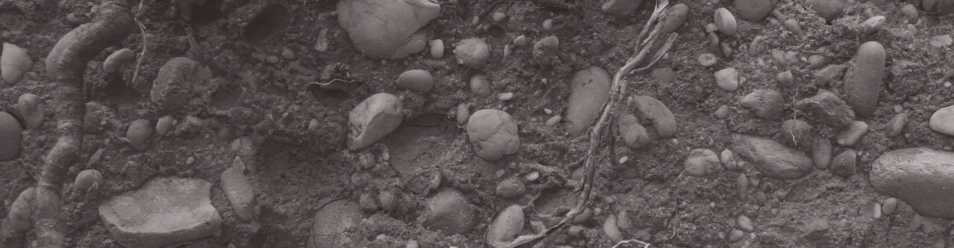 Tinted detail of a photo: Close-up of reddish brown soil packed with rounded pebbles in cream, yellow and brown, crossed by grey tree roots.