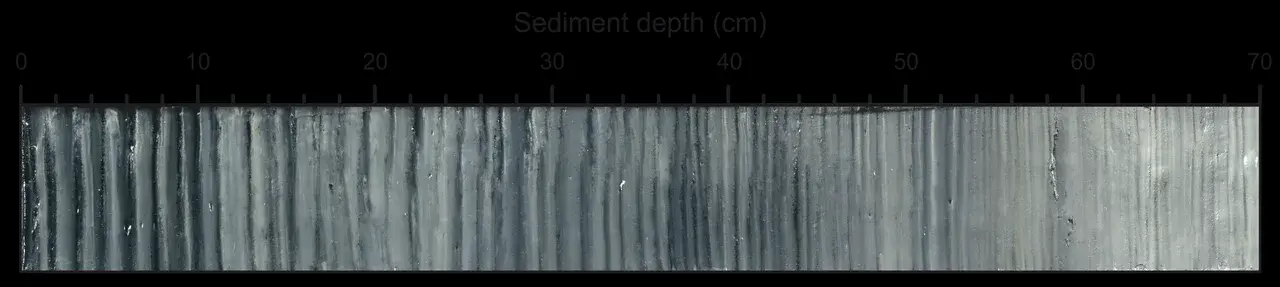 Sediment core from the study area (Credit: Sami Jokinen)