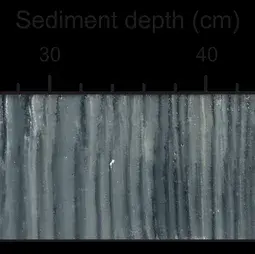 Sediment core from the study area