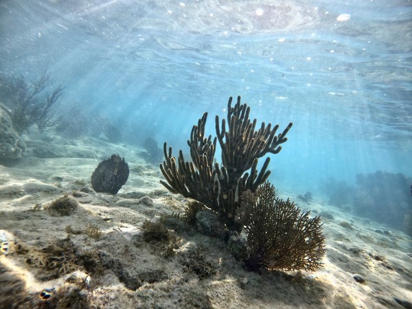 under the sea by josue g millan.jpeg