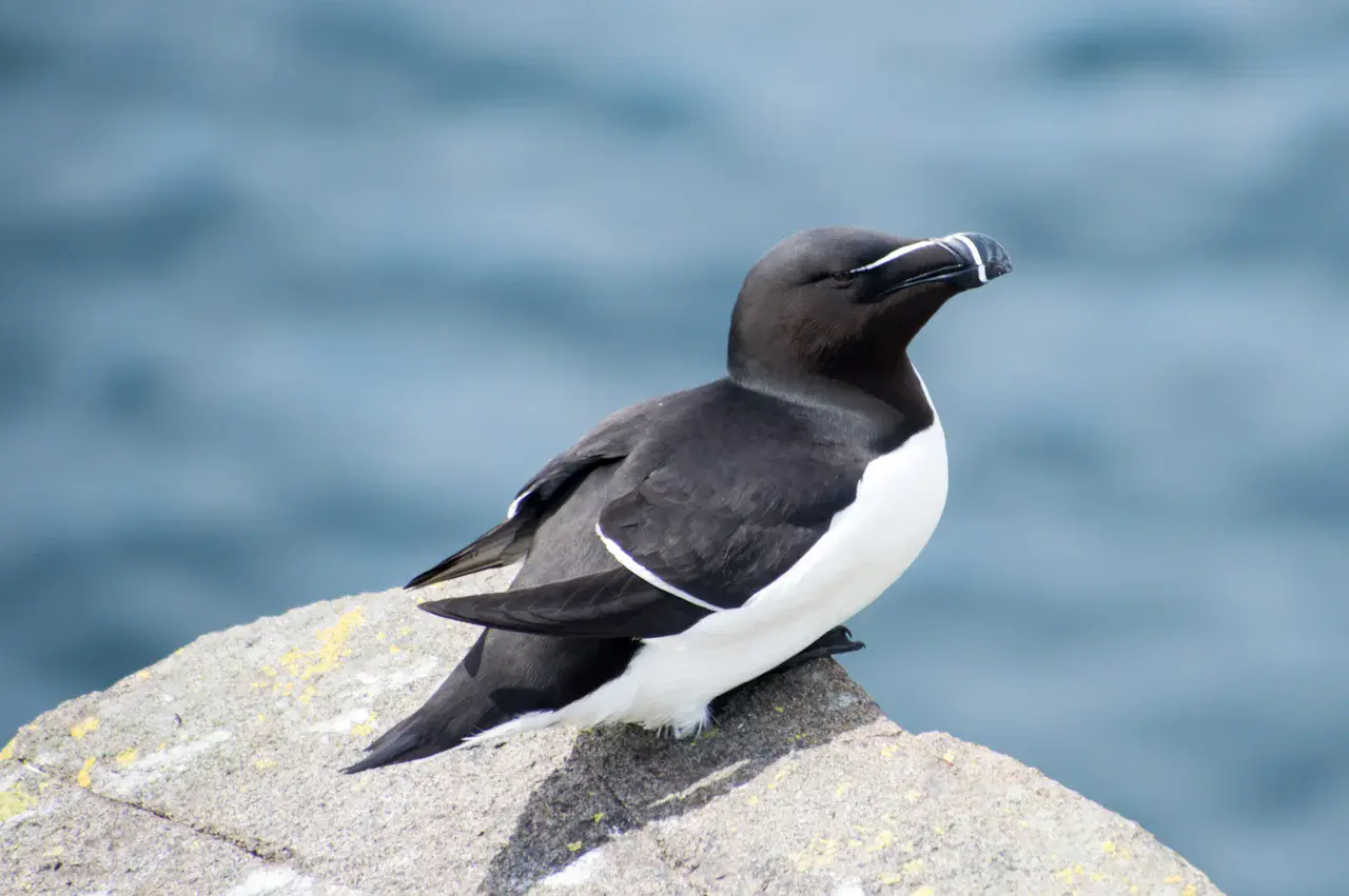 Razorbill photographed in Kilrenny, Scotland in 2018 (Credit: theleastweasel)