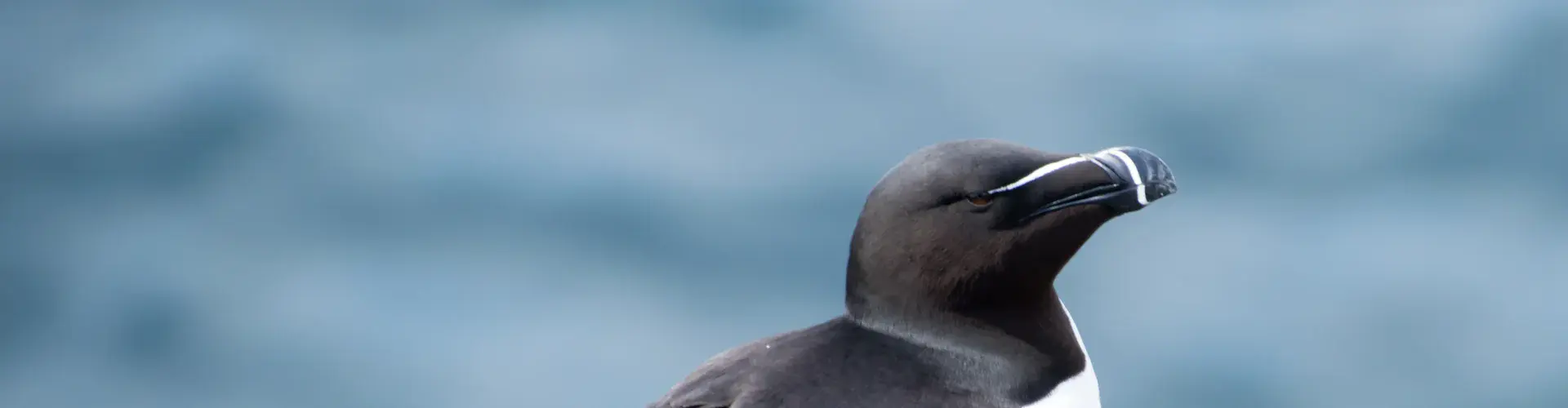 Razorbill photographed in Kilrenny, Scotland in 2018 (Credit: theleastweasel)