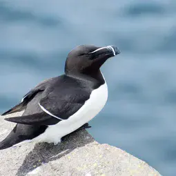 Razorbill photographed in Kilrenny, Scotland in 2018