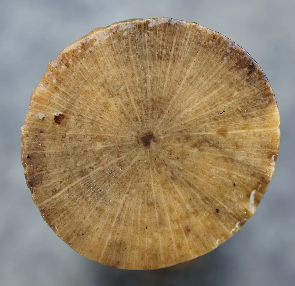 Cross section of hair-ice producing branch (Credit: Hofmann et al., Biogeosciences, 2015)