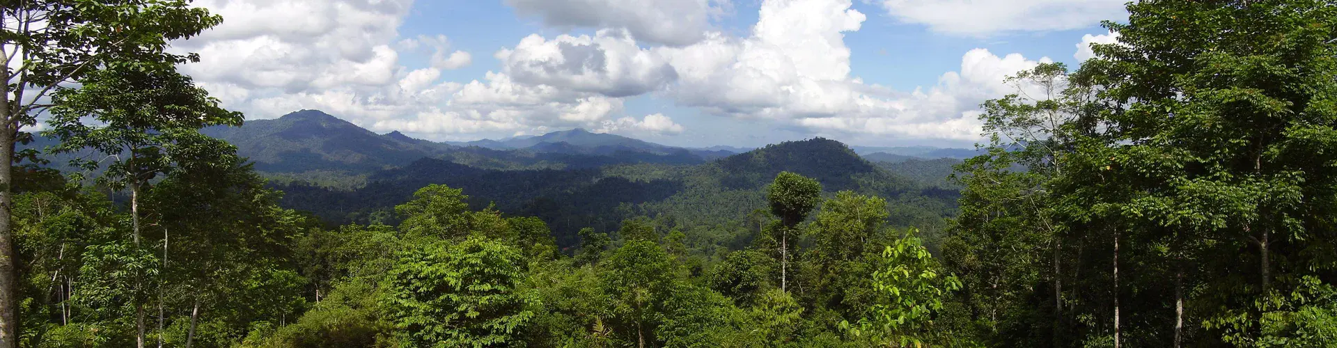 Borneo rainforest (Danum Valley) (Credit: Andrew Robinson)