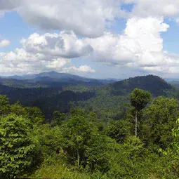 Borneo rainforest (Danum Valley)