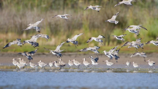 Limosa_lapponica_Landing_-_Orielton_Lagoon.jpg