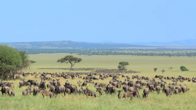 WILDEBEEST_MIGRATION.jpg (Credit: DipaliLath, CC BY-SA 4.0 DEED)