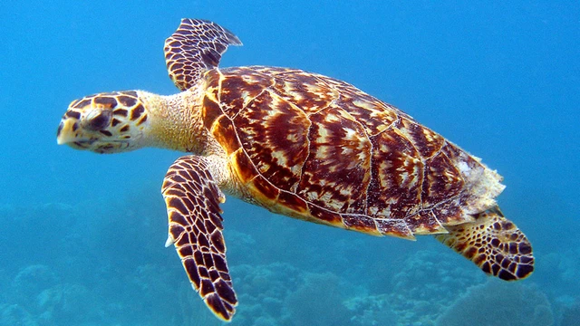 hawksbill_sea_turtle.jpg