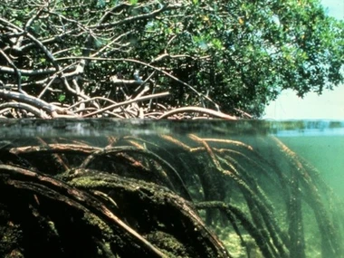 ecohydrology.jpg