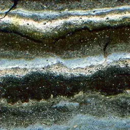 Microscopic view of laminated sediments from Lake Zabinskje in Poland