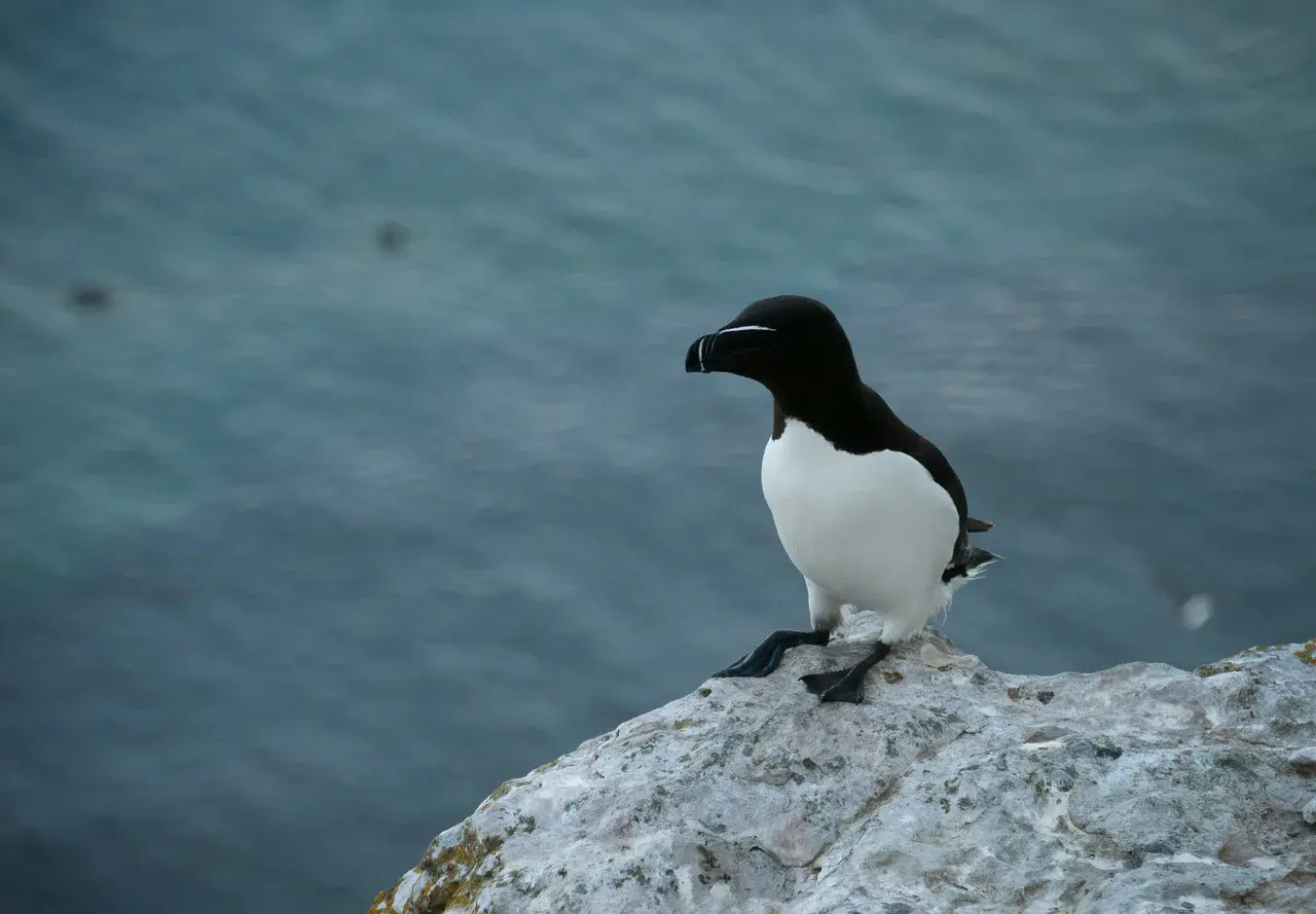 Razorbill photographed in Gotland, Sweden in 2012 (Credit: neekoh.fi)