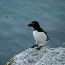 Razorbill photographed in Gotland, Sweden in 2012