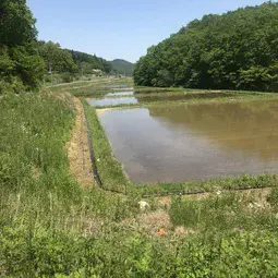 Overview of a decontaminated area used for rice recultivation experiments